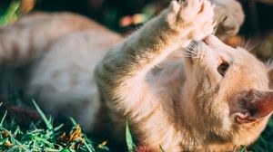 Превью обои кот, питомец, забавный