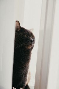 Превью обои кот, питомец, забавный, сон, ткань