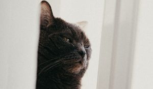 Превью обои кот, питомец, забавный, сон, ткань