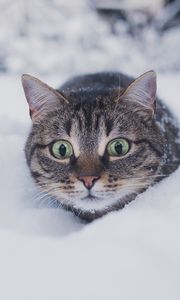 Превью обои кот, питомец, забавный, взгляд, снег, зима