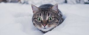 Превью обои кот, питомец, забавный, взгляд, снег, зима