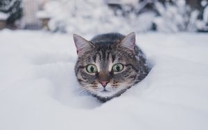 Превью обои кот, питомец, забавный, взгляд, снег, зима