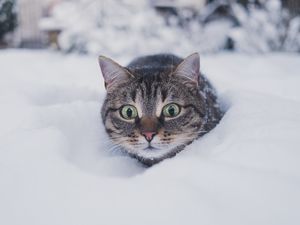 Превью обои кот, питомец, забавный, взгляд, снег, зима