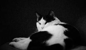 Превью обои кот, питомец, животное, черно-белый