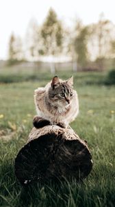 Превью обои кот, питомец, животное, бревно, трава