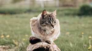 Превью обои кот, питомец, животное, бревно, трава