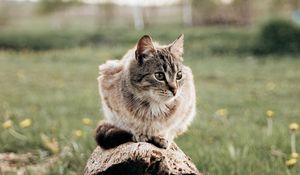 Превью обои кот, питомец, животное, бревно, трава