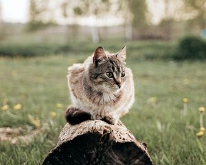 Превью обои кот, питомец, животное, бревно, трава