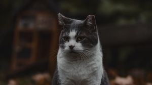 Превью обои кот, питомец, животное, взгляд