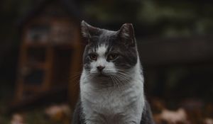 Превью обои кот, питомец, животное, взгляд