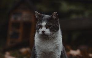 Превью обои кот, питомец, животное, взгляд