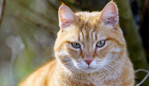 Превью обои кот, питомец, животное, милый