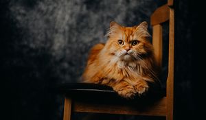 Превью обои кот, питомец, животное, пушистый, стул