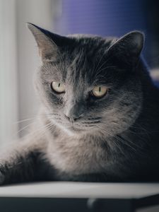 Превью обои кот, питомец, животное, взгляд, серый