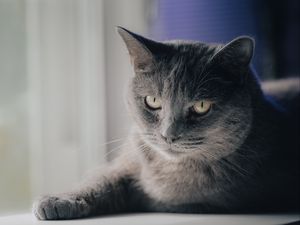 Превью обои кот, питомец, животное, взгляд, серый
