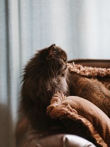 Превью обои кот, питомец, животное, пушистый, коричневый