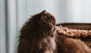 Превью обои кот, питомец, животное, пушистый, коричневый