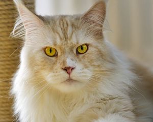 Превью обои кот, питомец, животное, пушистый
