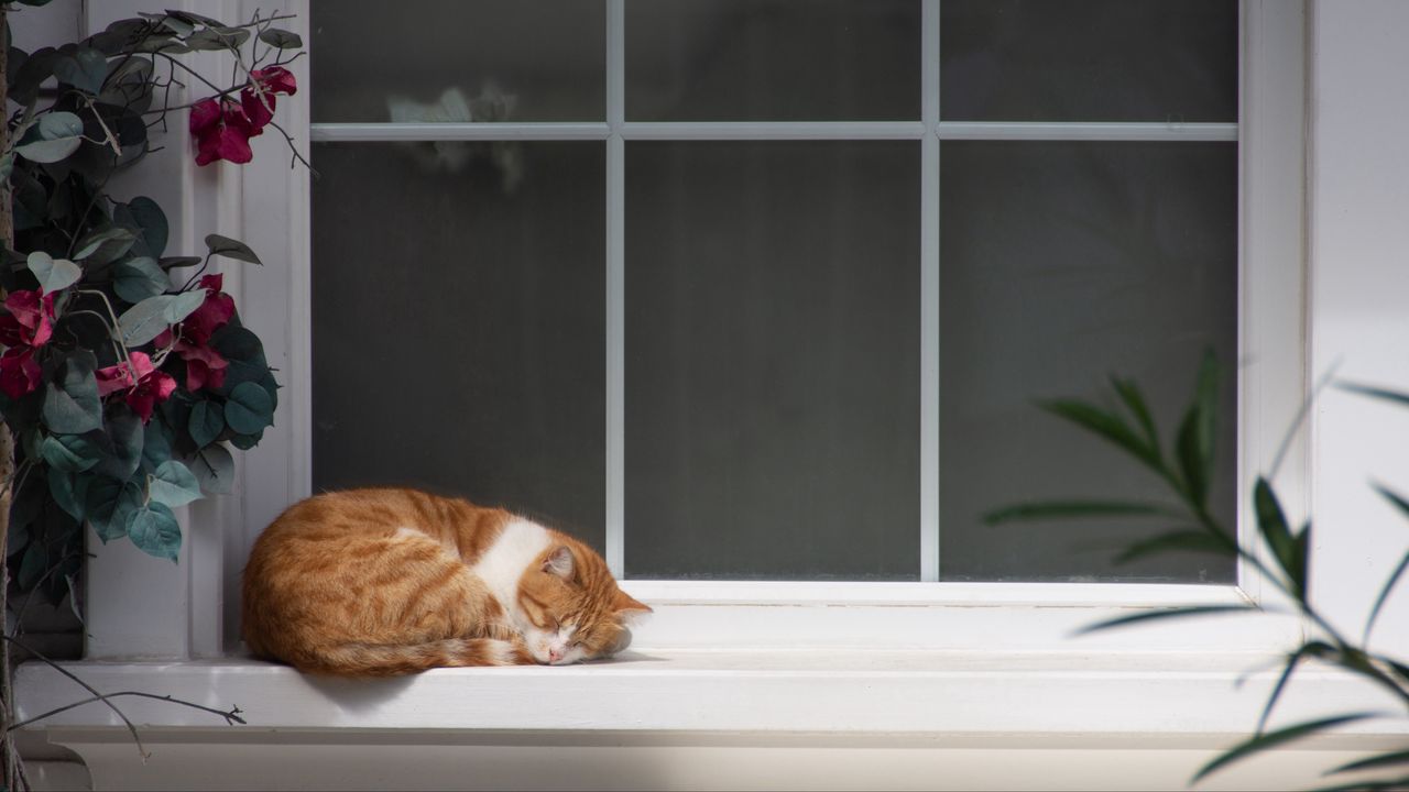 Обои кот, подоконник, сон, цветы, отдых