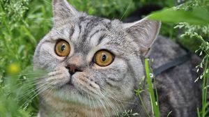 Превью обои кот, полосатый, глаза, трава