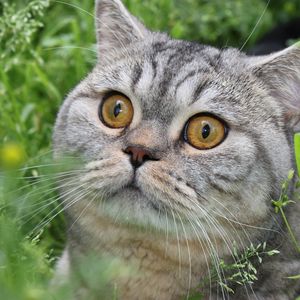 Превью обои кот, полосатый, глаза, трава