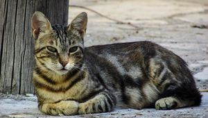 Превью обои кот, полосатый, лежит