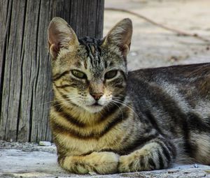 Превью обои кот, полосатый, лежит