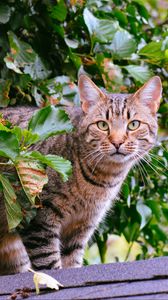 Превью обои кот, полосатый, листва