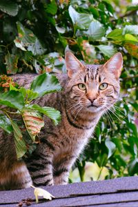 Превью обои кот, полосатый, листва