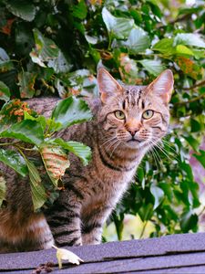 Превью обои кот, полосатый, листва