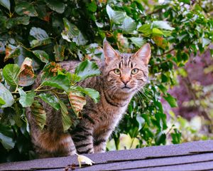 Превью обои кот, полосатый, листва