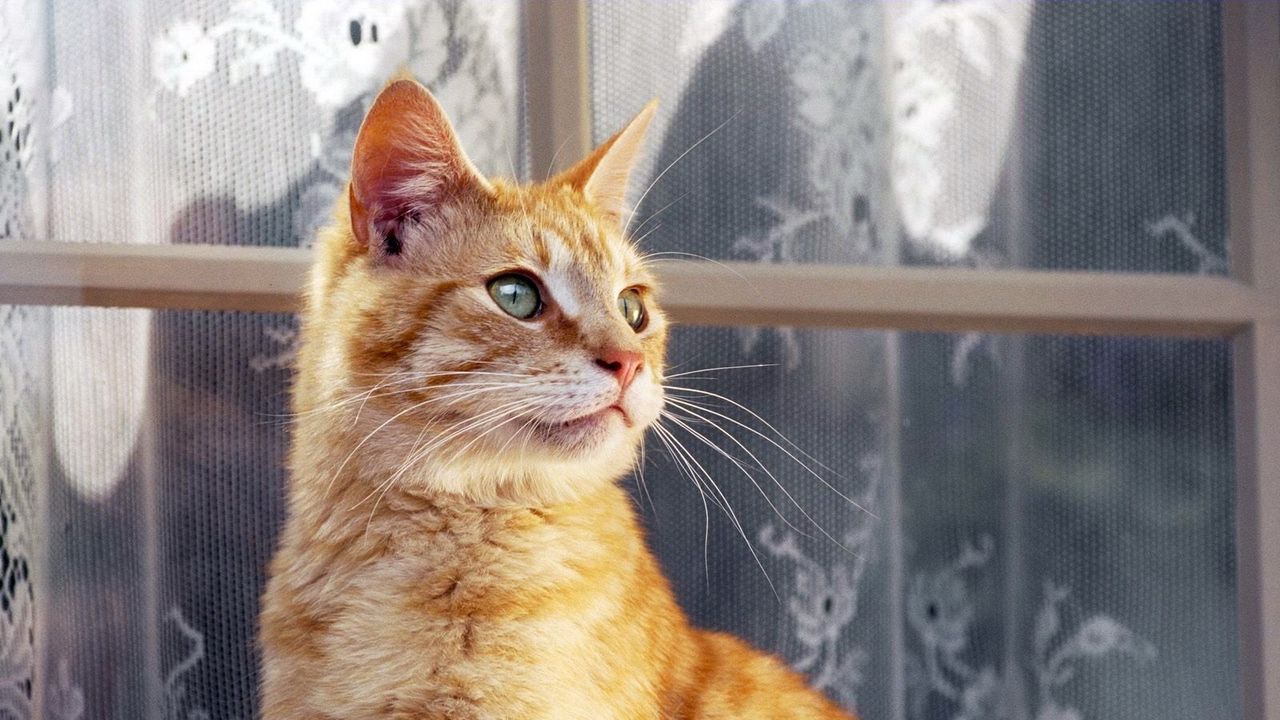 Обои кот, полосатый, окно, занавески, подоконник