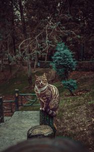 Превью обои кот, полосатый, питомец, взгляд