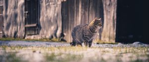 Превью обои кот, полосатый, прогулка