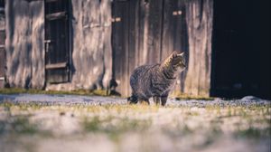 Превью обои кот, полосатый, прогулка