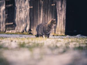 Превью обои кот, полосатый, прогулка