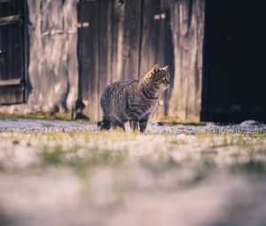 Превью обои кот, полосатый, прогулка