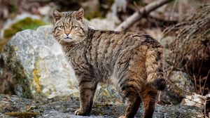 Превью обои кот, полосатый, прогулка, камни