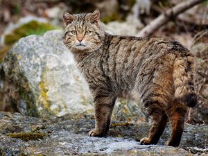 Превью обои кот, полосатый, прогулка, камни