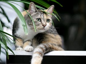 Превью обои кот, полосатый, растение, любопытство
