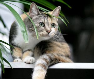 Превью обои кот, полосатый, растение, любопытство