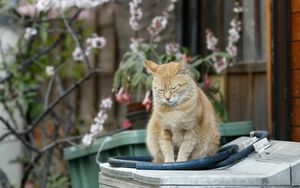 Превью обои кот, полосатый, рыжий