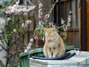 Превью обои кот, полосатый, рыжий