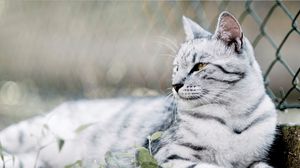Превью обои кот, полосатый, серый, сетка, забор, лежать