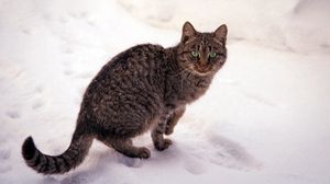Превью обои кот, полосатый, снег, взгляд