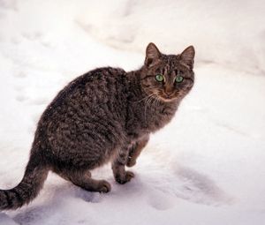 Превью обои кот, полосатый, снег, взгляд