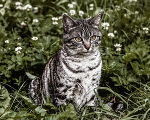 Превью обои кот, полосатый, трава, сидит