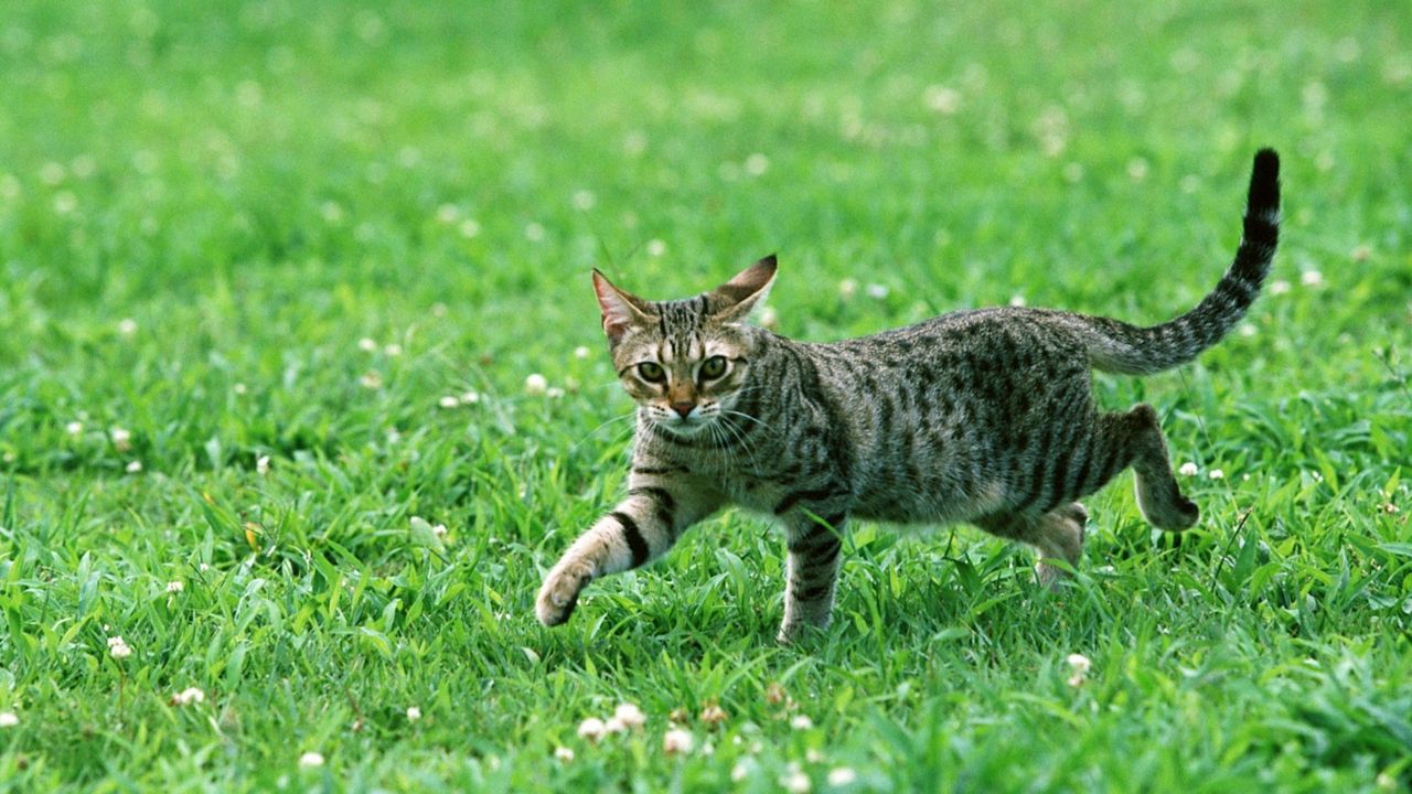 Обои кот, полосатый, взгляд, трава