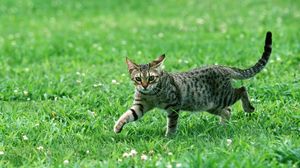 Превью обои кот, полосатый, взгляд, трава