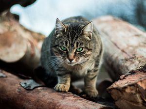 Превью обои кот, полосатый, зеленоглазый